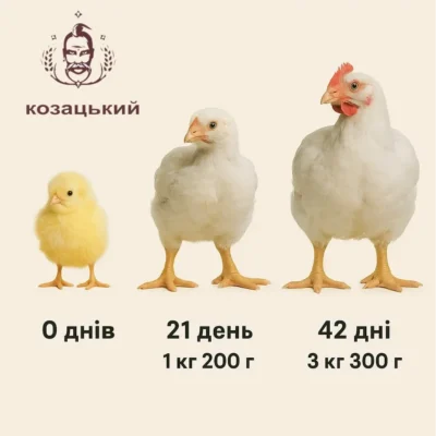 klimatychni-umovy-dlya-brojleriv