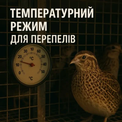 Температурний режим для перепелів